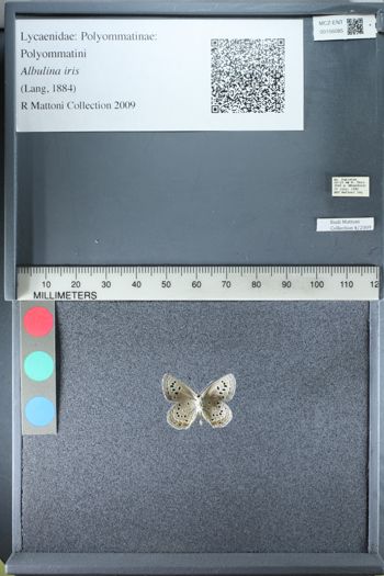 Media type: image;   Entomology 156085